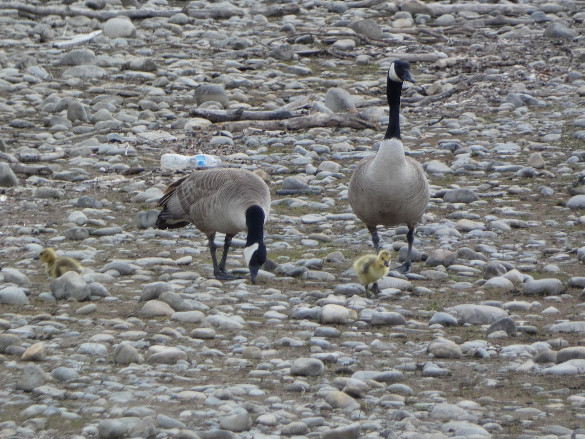 Canada Goose - Robert Leonhardt