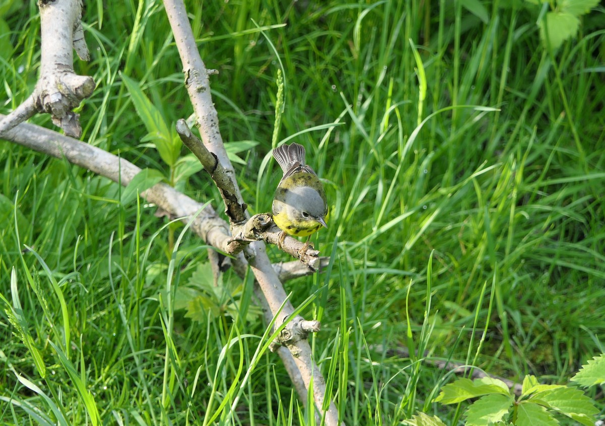 Magnolia Warbler - ML619050301