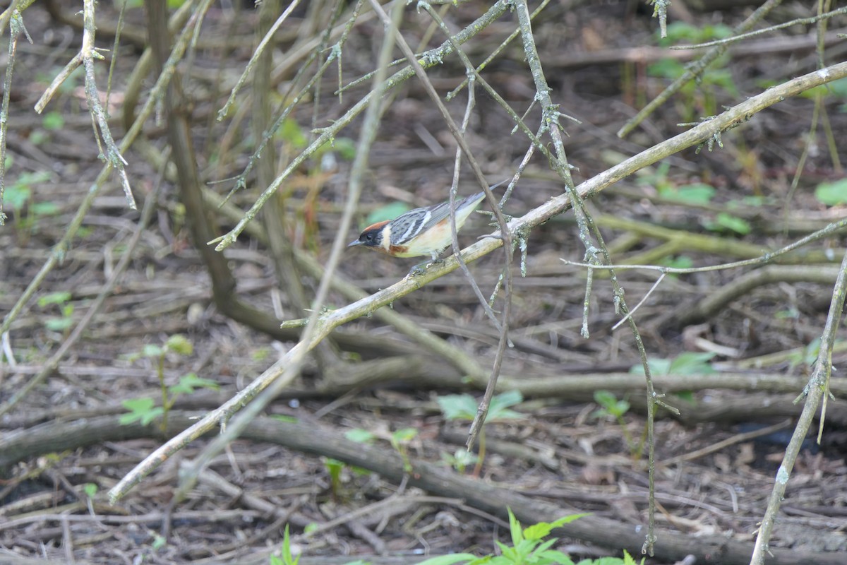 Bay-breasted Warbler - ML619050305