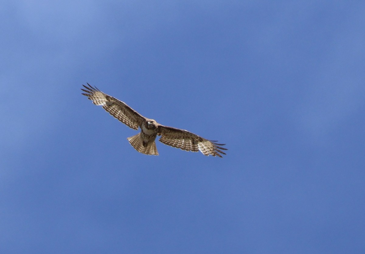 Red-tailed Hawk - Scott Shaum