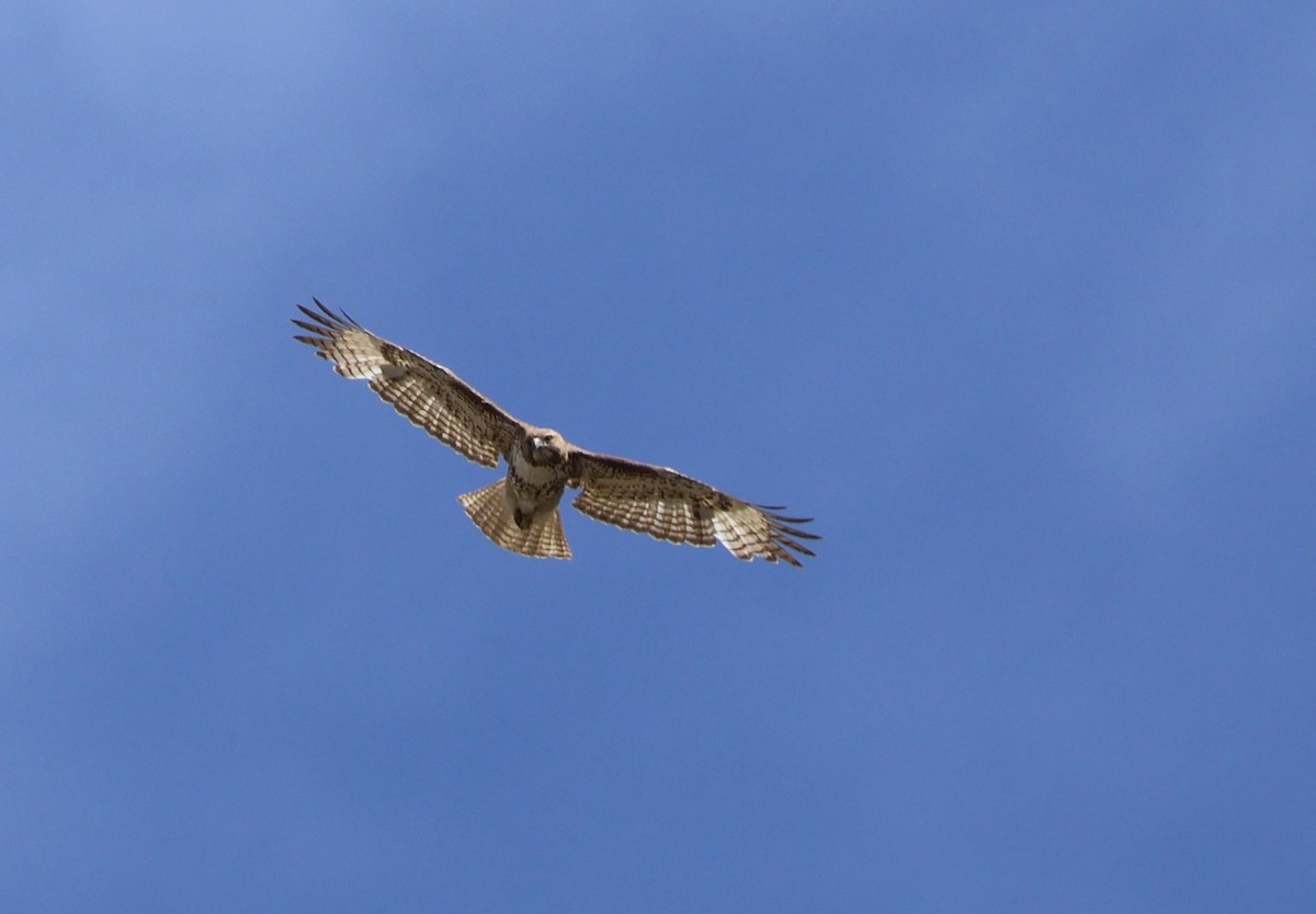 Red-tailed Hawk - ML619050316