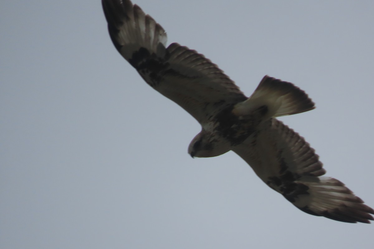 Rough-legged Hawk - Mike Lesnik