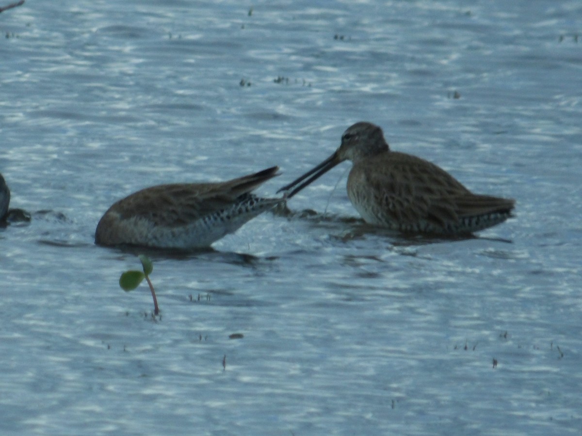 Long-billed Dowitcher - ML619050336