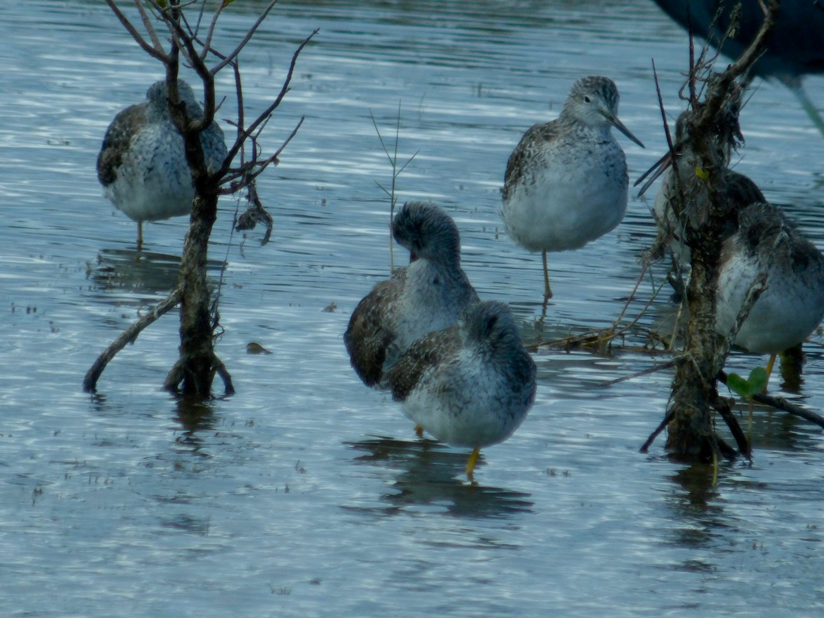 Lesser Yellowlegs - ami horowitz