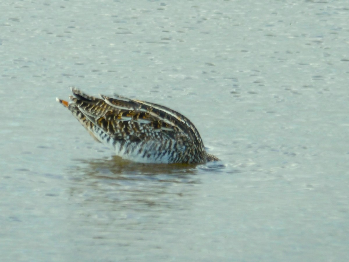 Wilson's Snipe - ML619050357