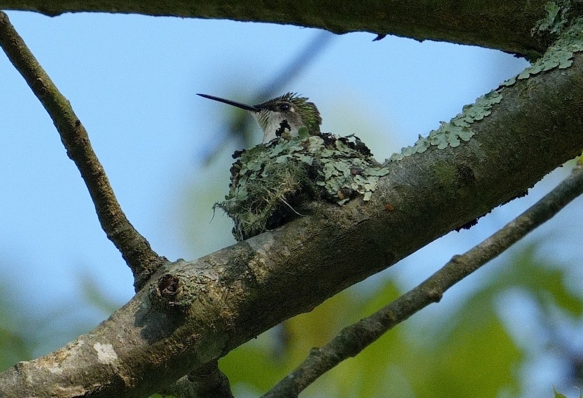 Ruby-throated Hummingbird - Bill Thompson