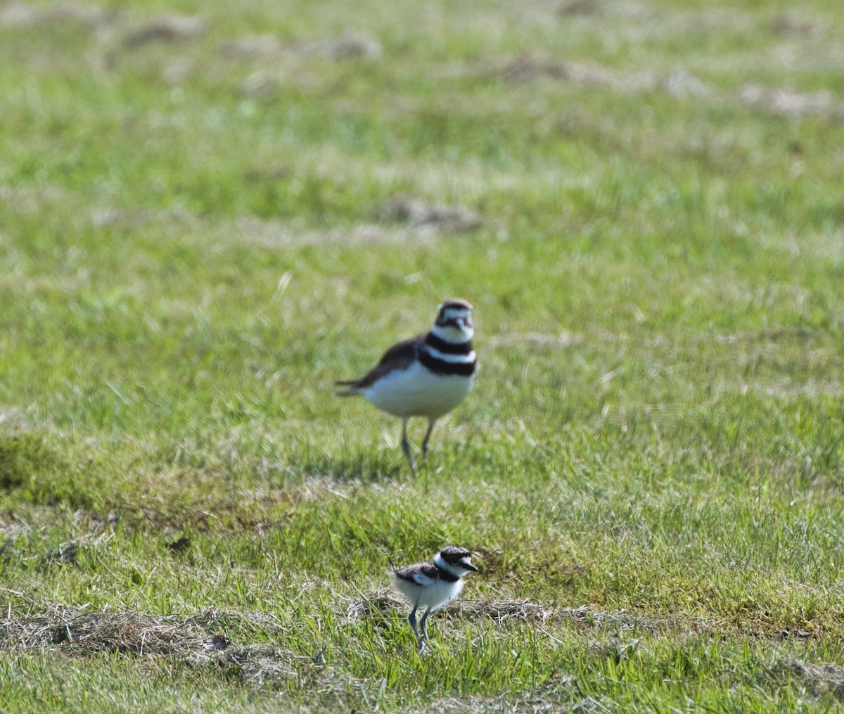 Killdeer - ML619050387