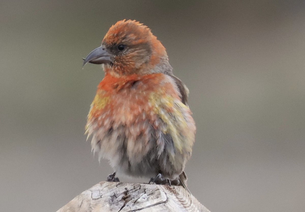 Red Crossbill - ML619050391