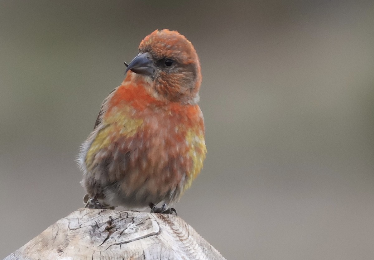 Red Crossbill - ML619050392