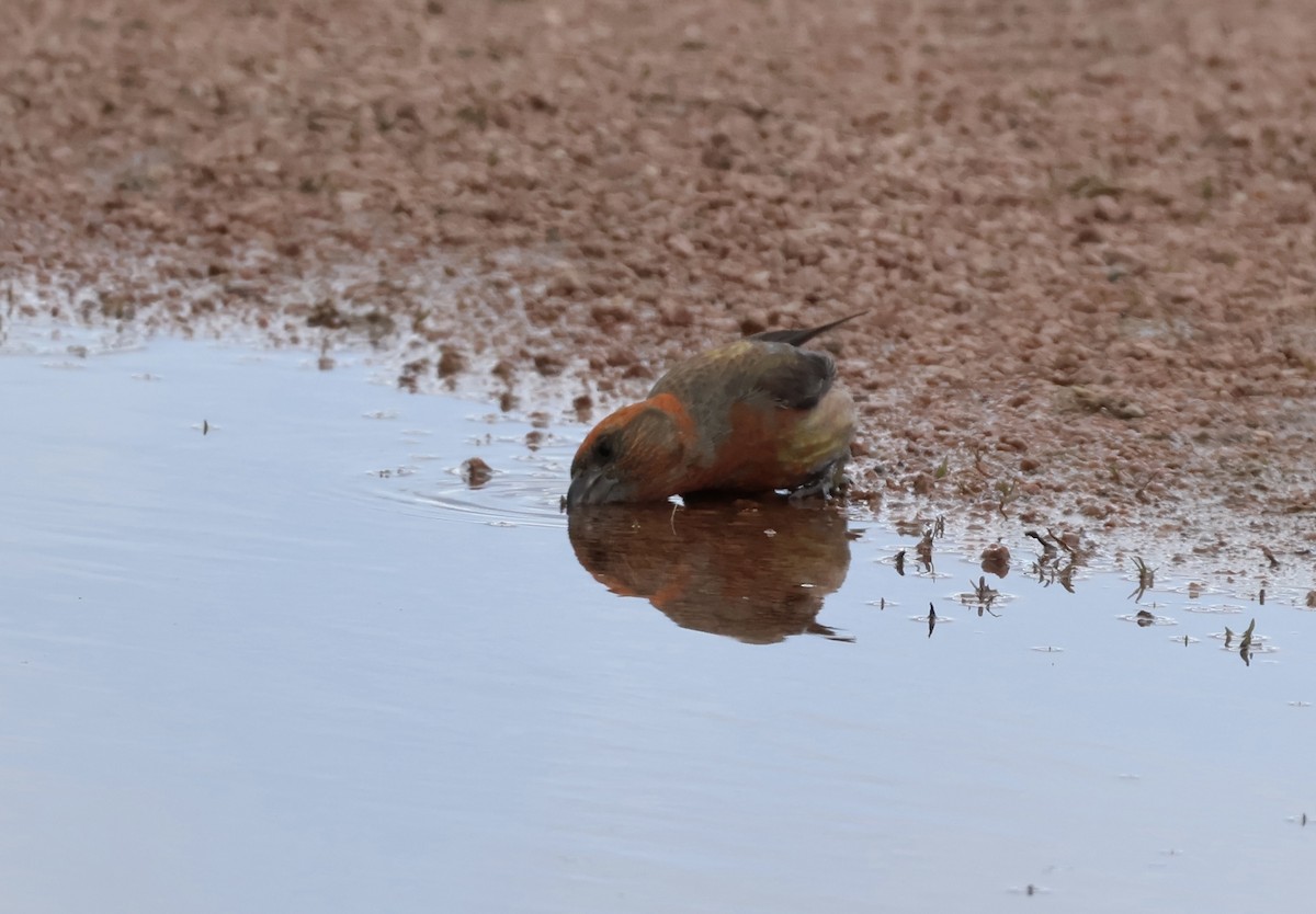 Red Crossbill - ML619050394