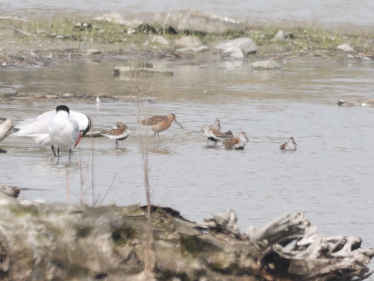 Short-billed Dowitcher - ML619050399