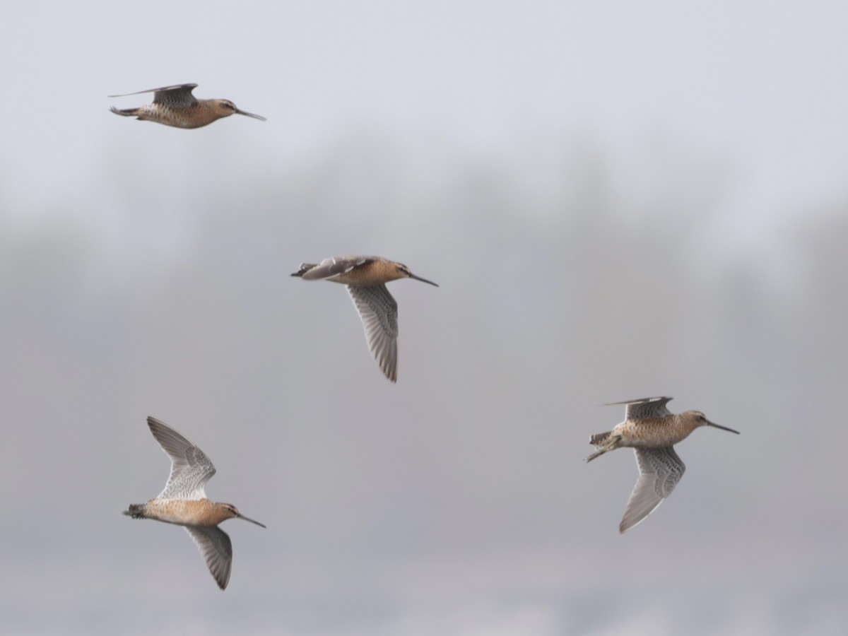 Short-billed Dowitcher - ML619050400