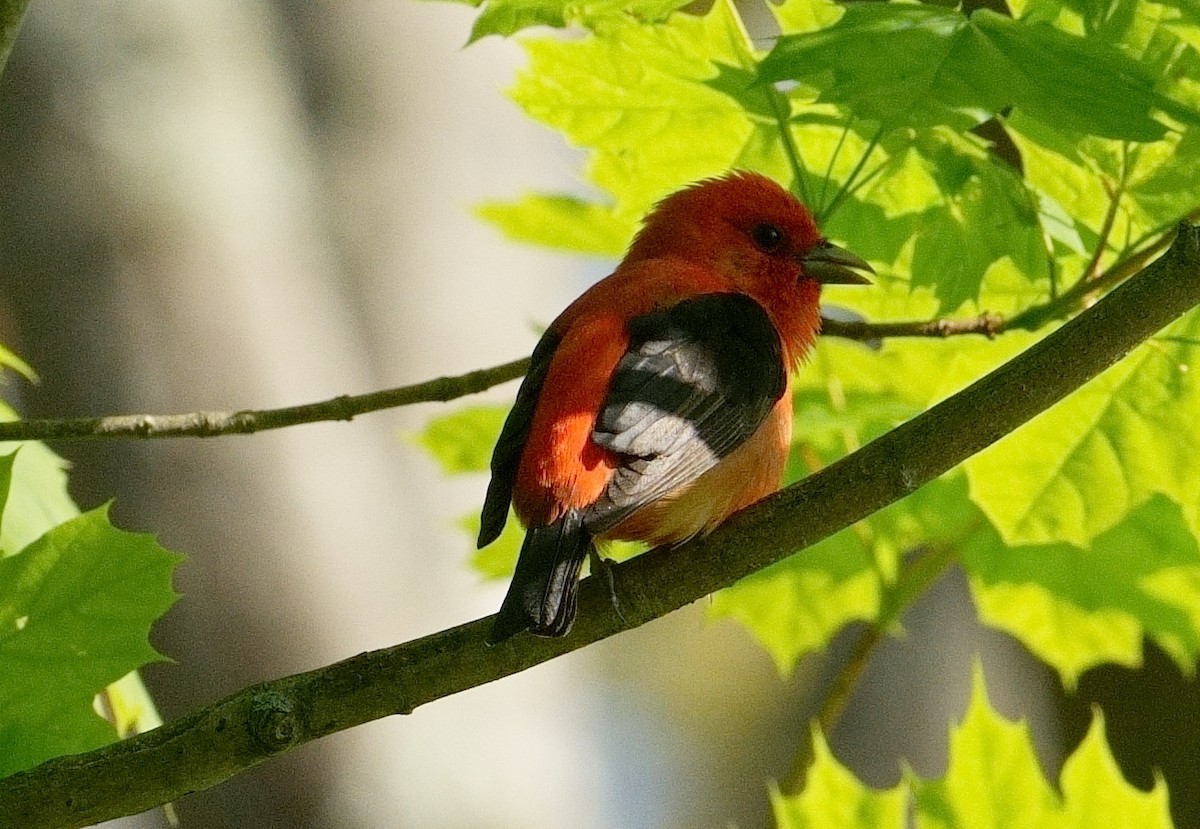 Scarlet Tanager - Bill Thompson