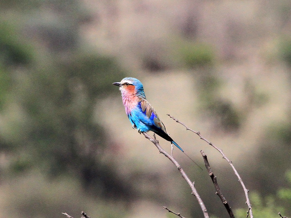 Lilac-breasted Roller - Geoff Butcher