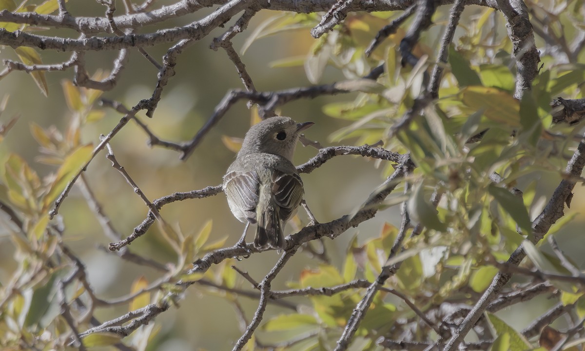 Hutton's Vireo (Interior) - Steve Kelling