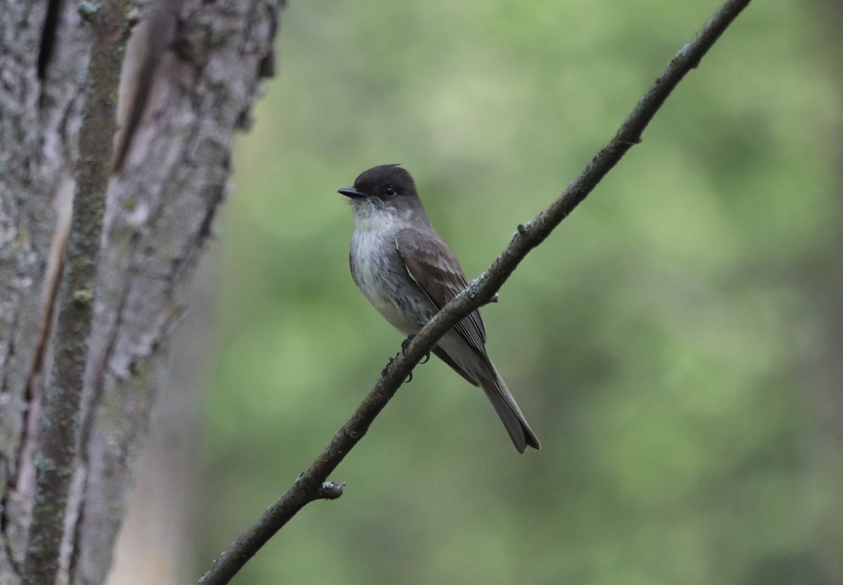 Eastern Phoebe - Karla Everard