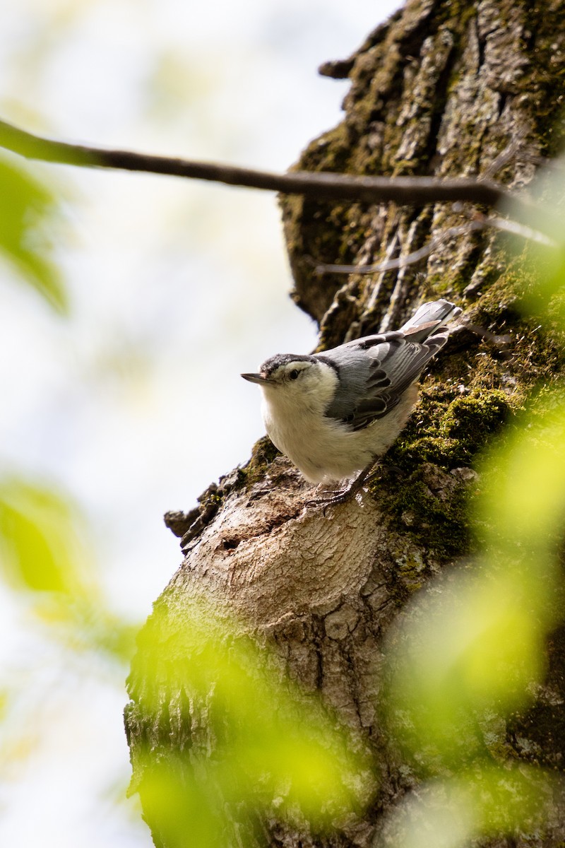 White-breasted Nuthatch - ML619050464