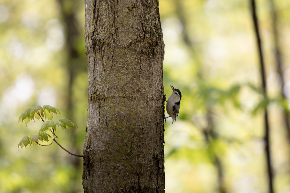 White-breasted Nuthatch - ML619050465