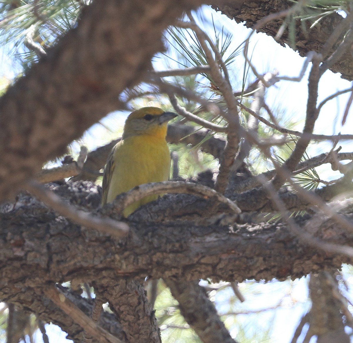 Hepatic Tanager - Patricia Isaacson