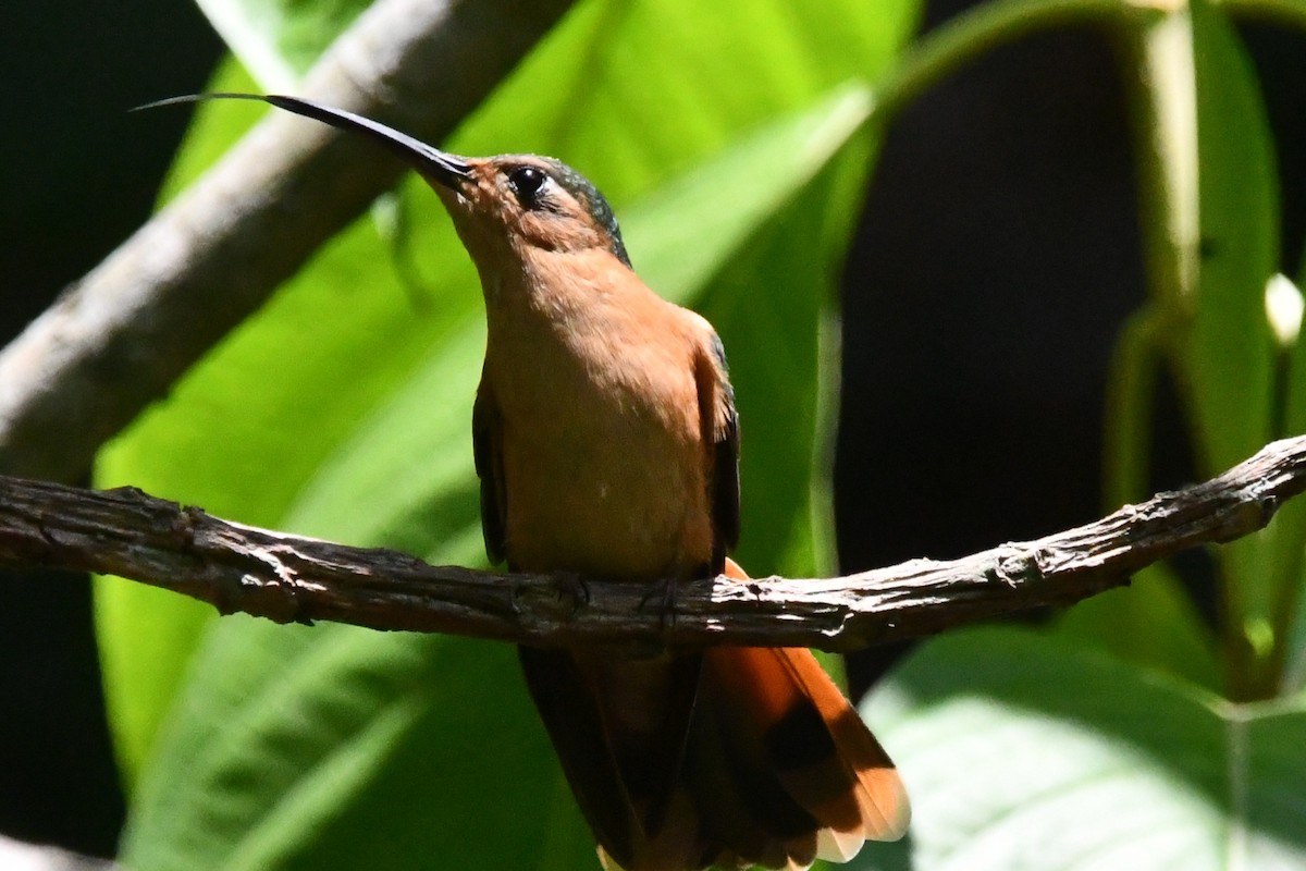 kolibřík pestroocasý - ML619050491