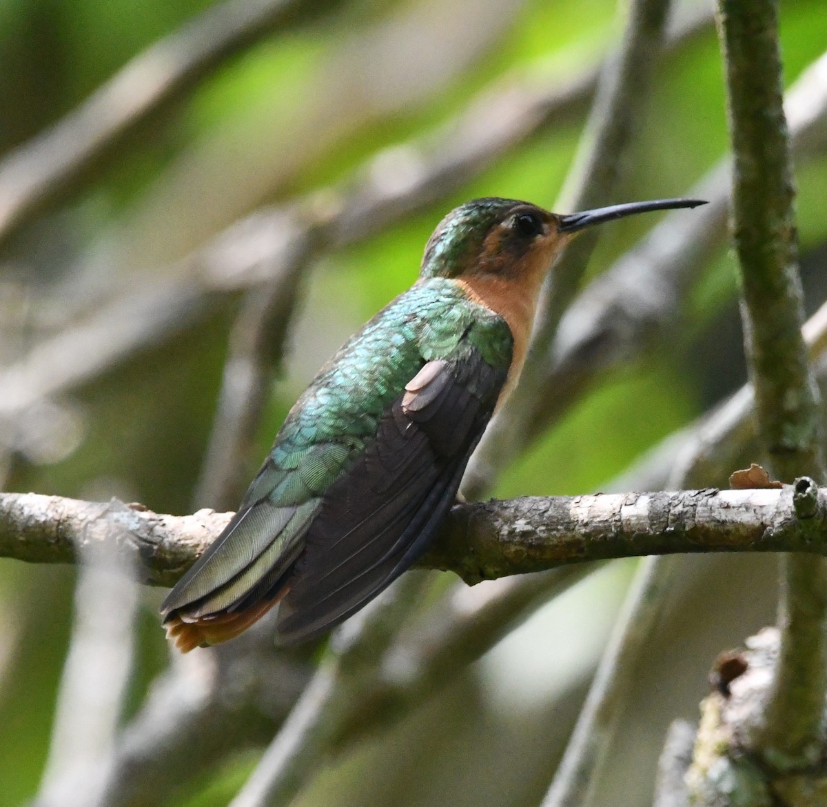 kolibřík pestroocasý - ML619050492