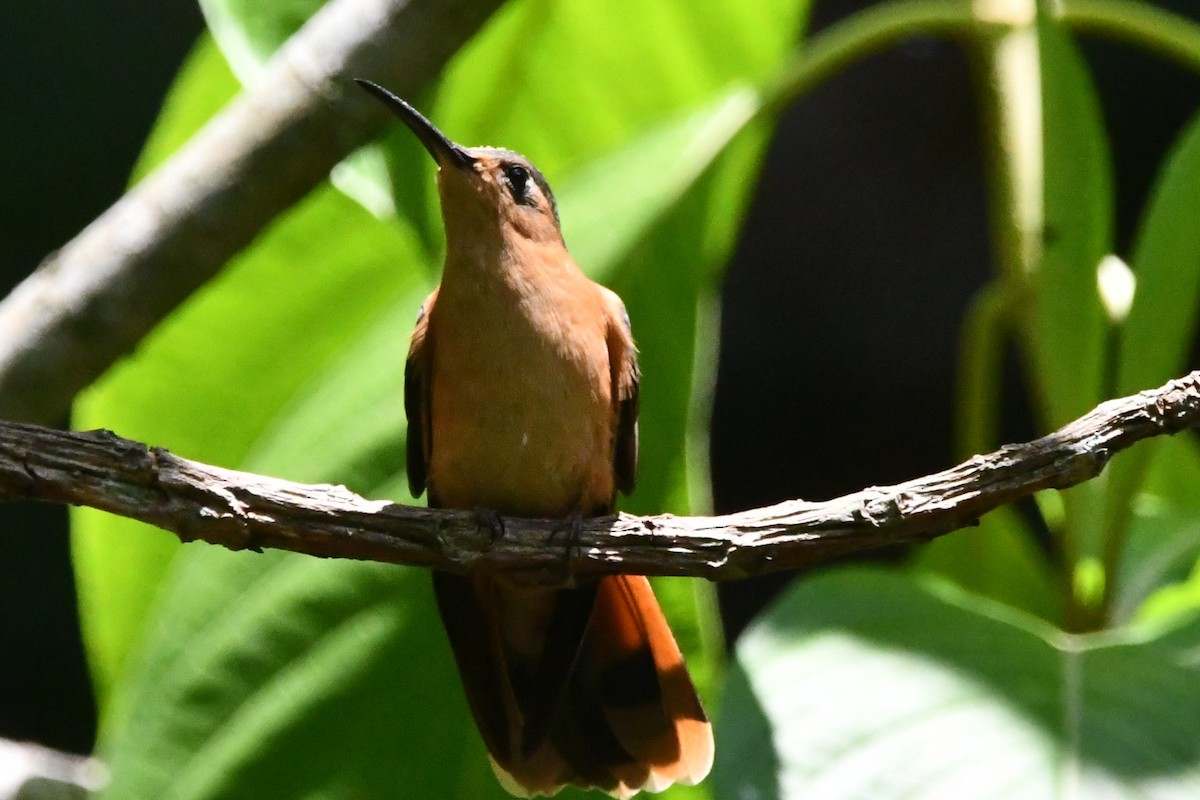 kolibřík pestroocasý - ML619050493