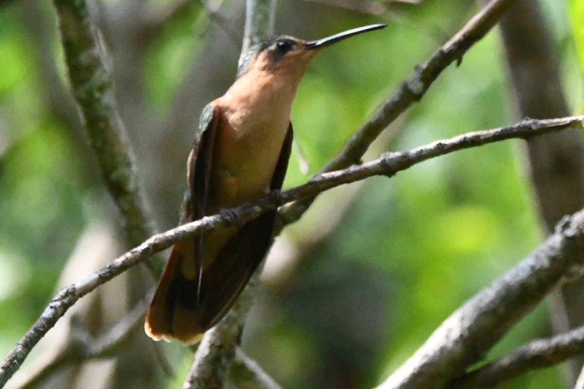 kolibřík pestroocasý - ML619050494