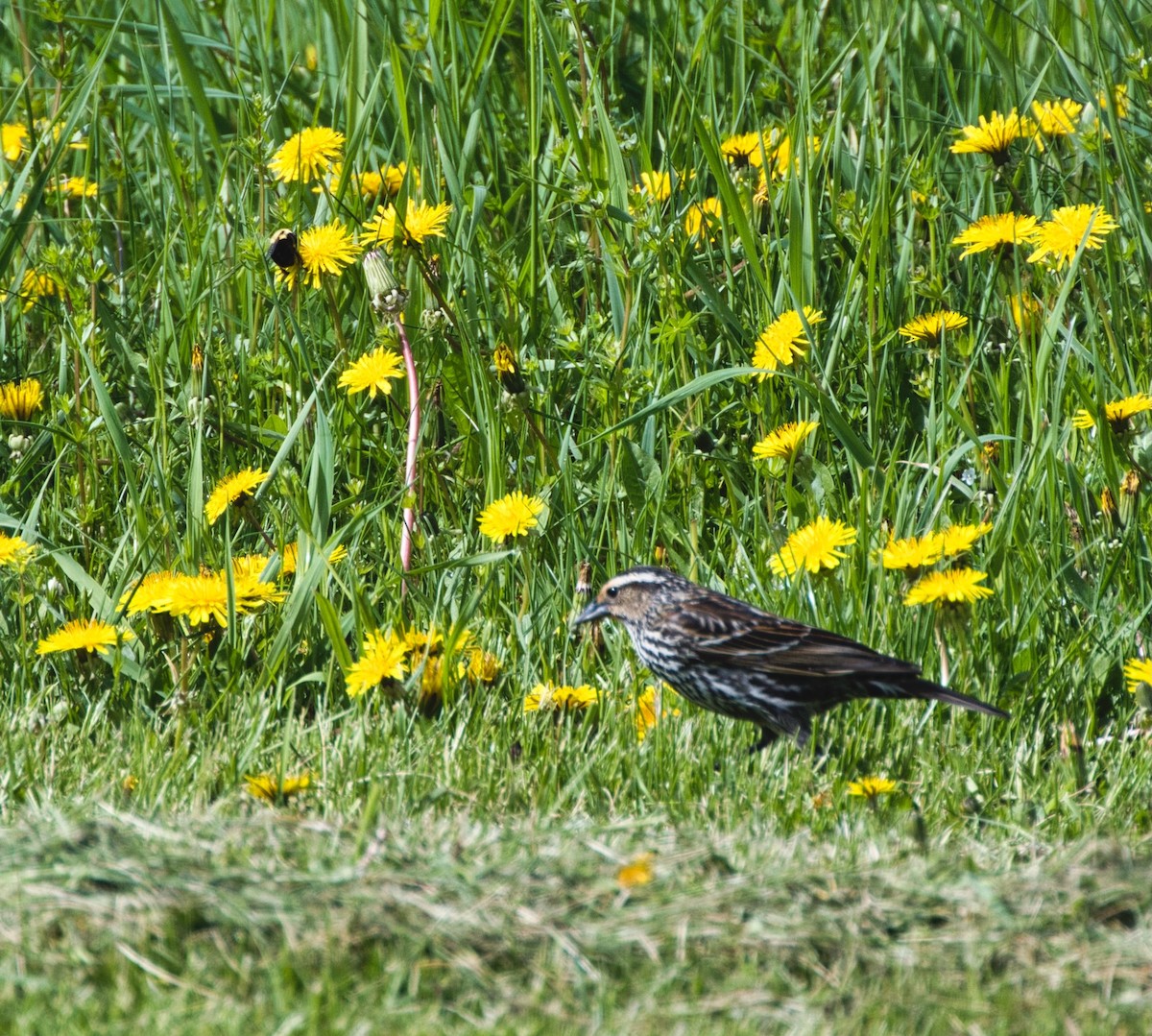 Red-winged Blackbird - ML619050502