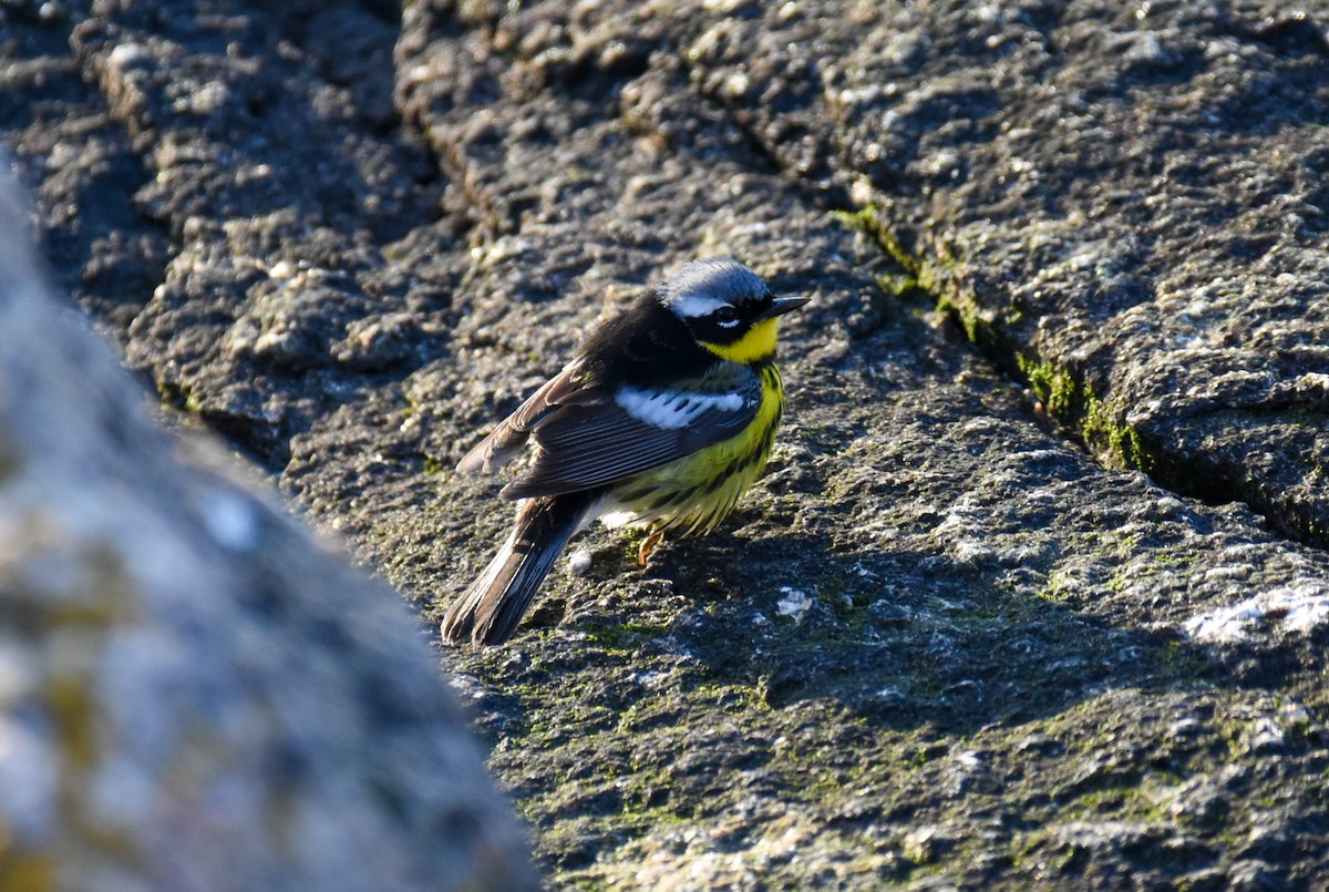 Magnolia Warbler - Amanda McFarland