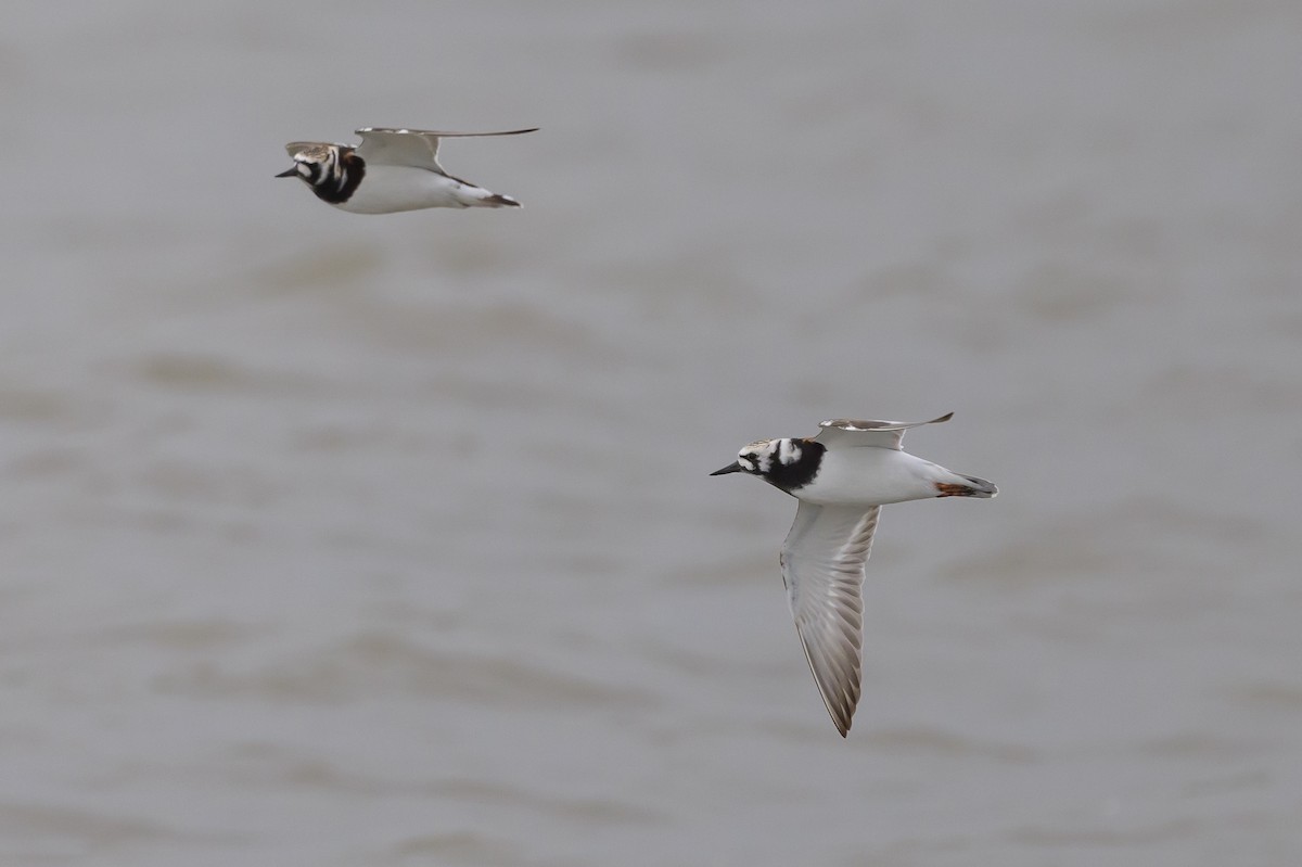 Ruddy Turnstone - ML619050565