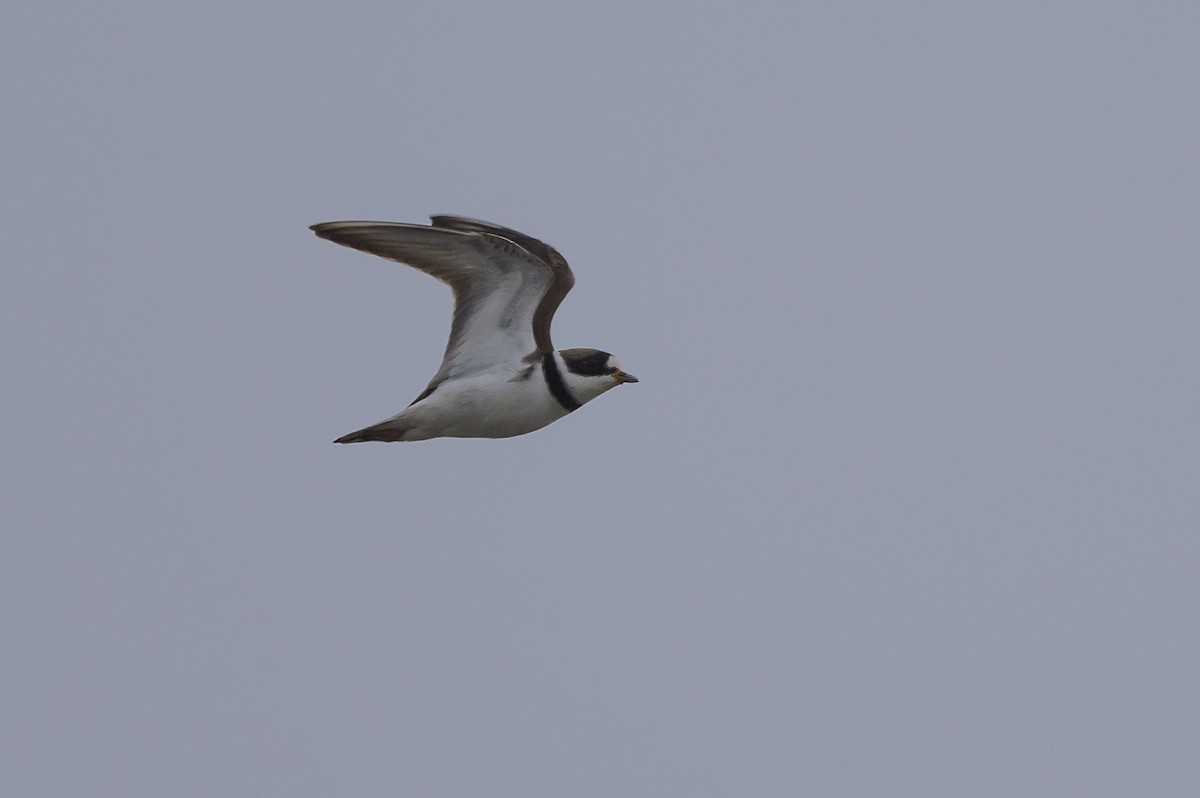 Semipalmated Plover - ML619050570