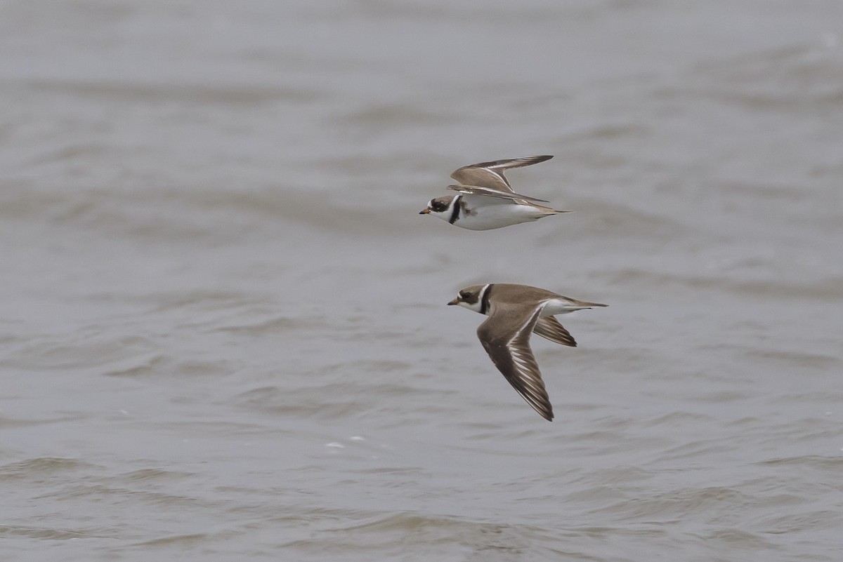 Semipalmated Plover - ML619050571