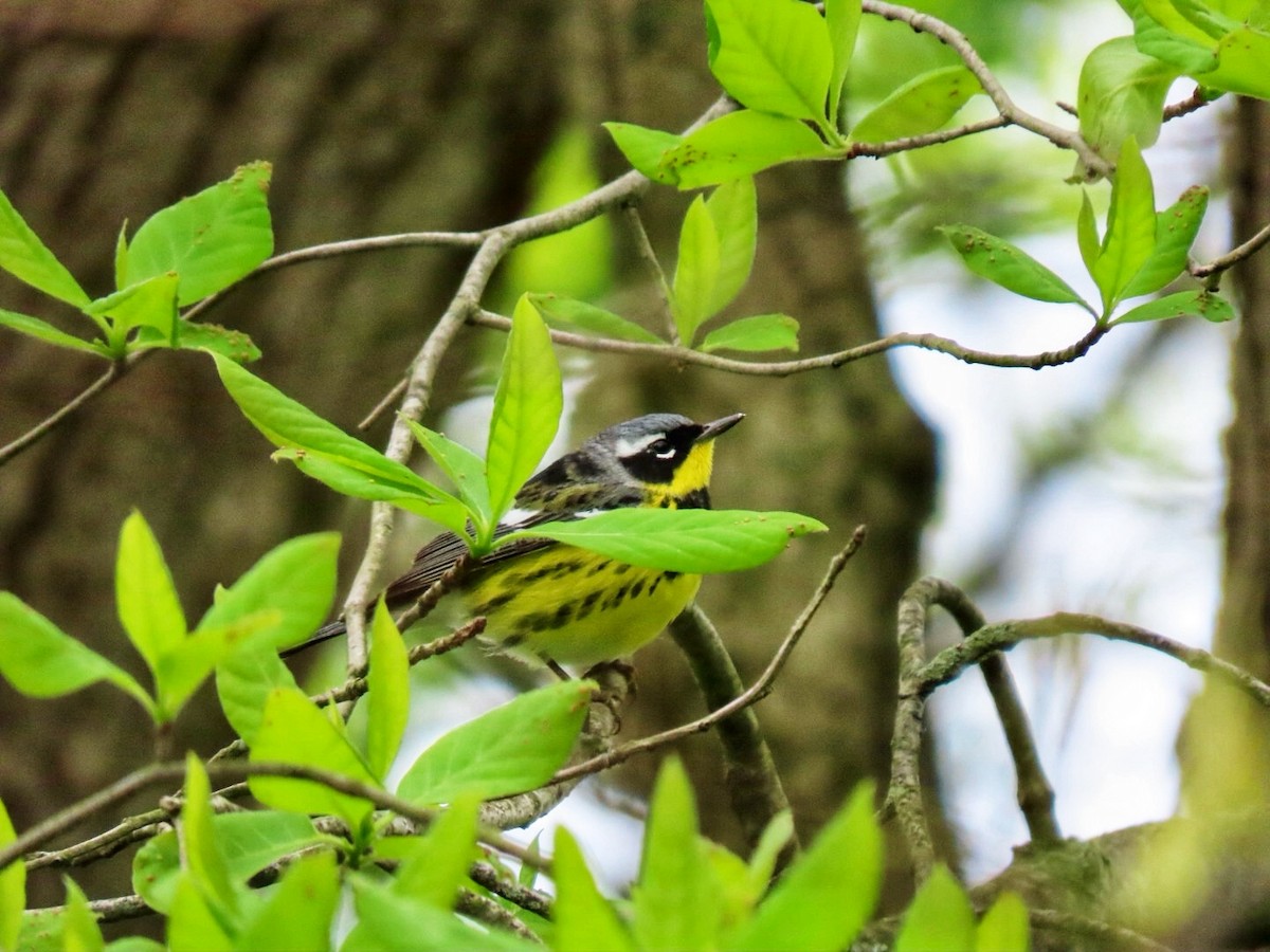 Magnolia Warbler - Lindsay McNamara