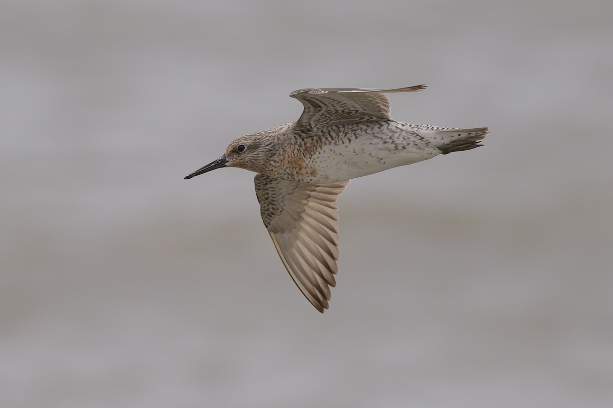 Red Knot - Stephen Davies