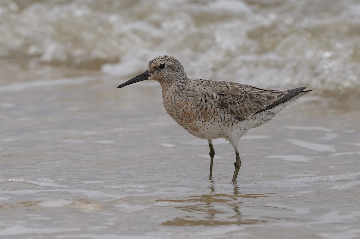 Red Knot - Stephen Davies