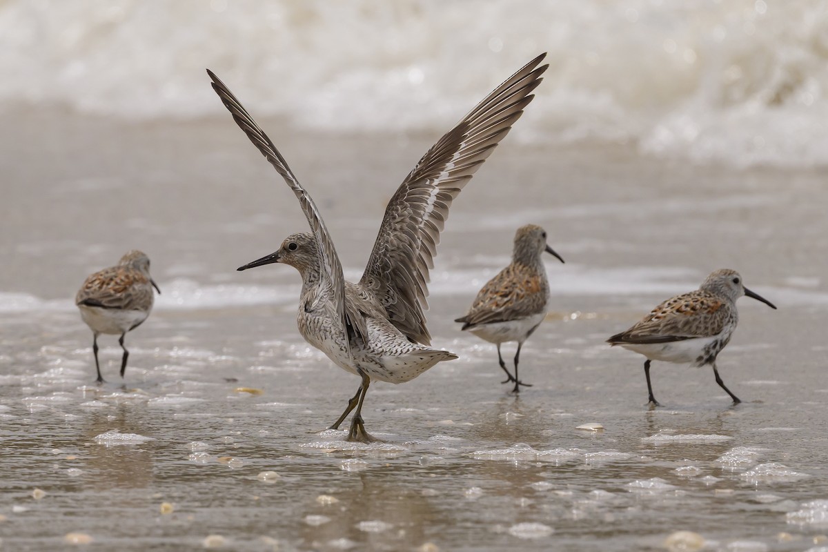 Red Knot - Stephen Davies