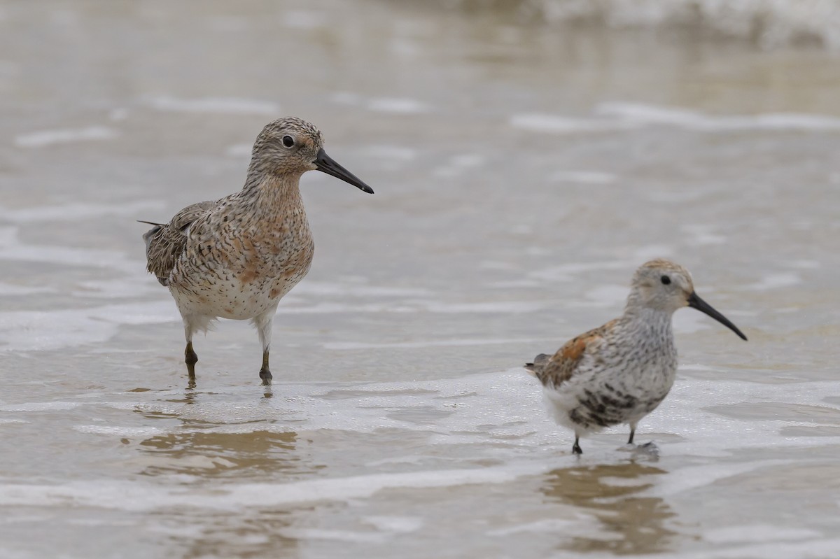 Red Knot - Stephen Davies