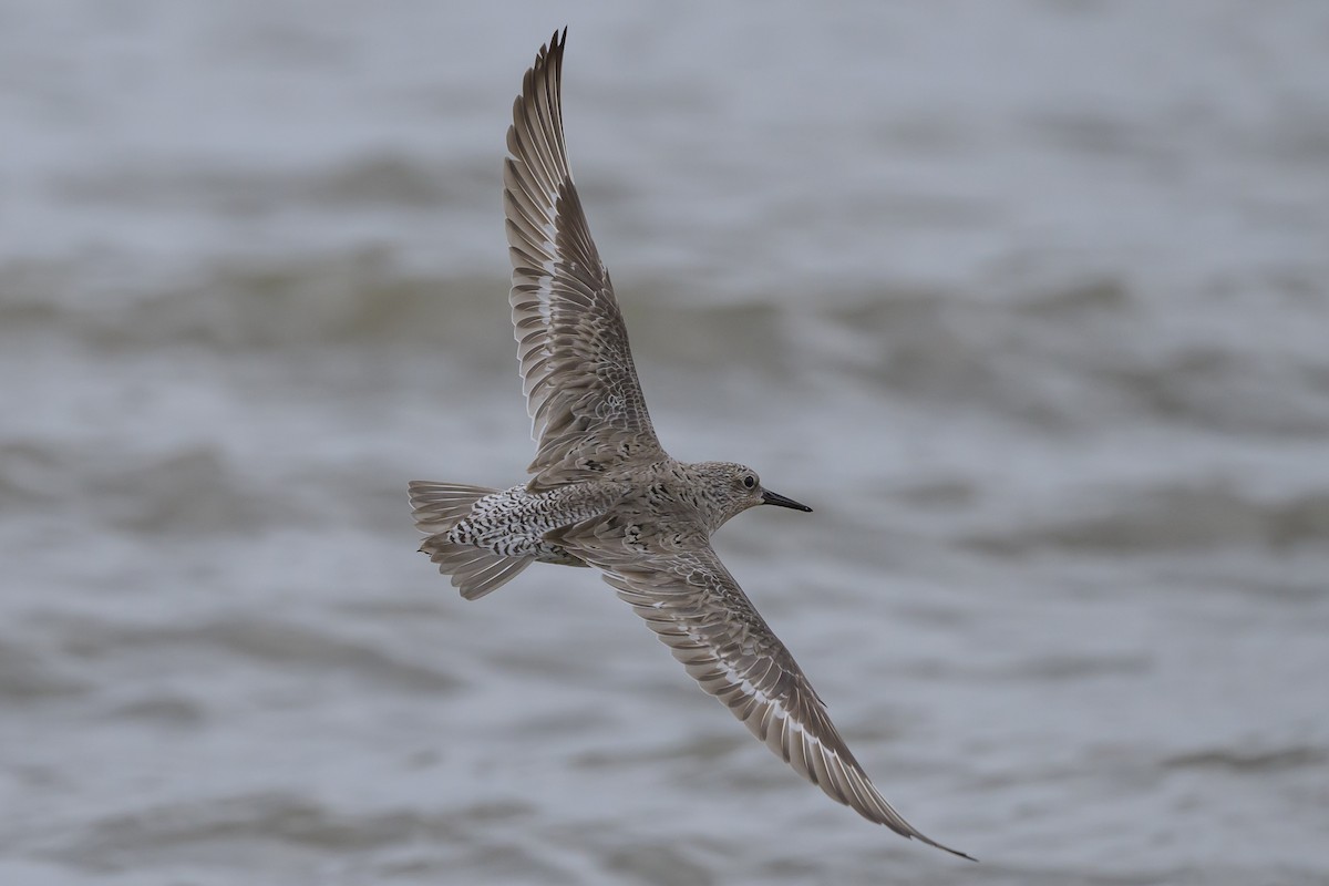 Red Knot - Stephen Davies