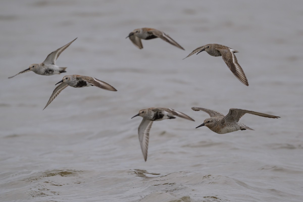 Red Knot - Stephen Davies