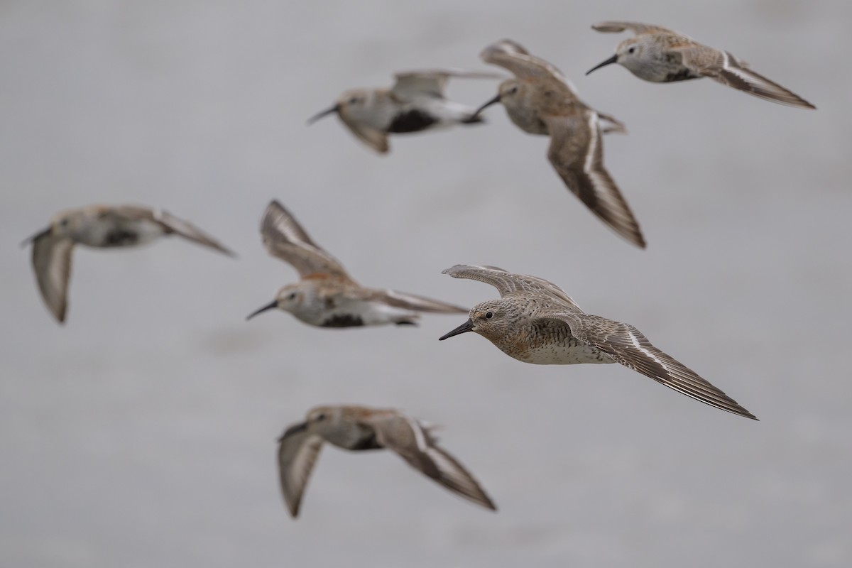 Red Knot - Stephen Davies