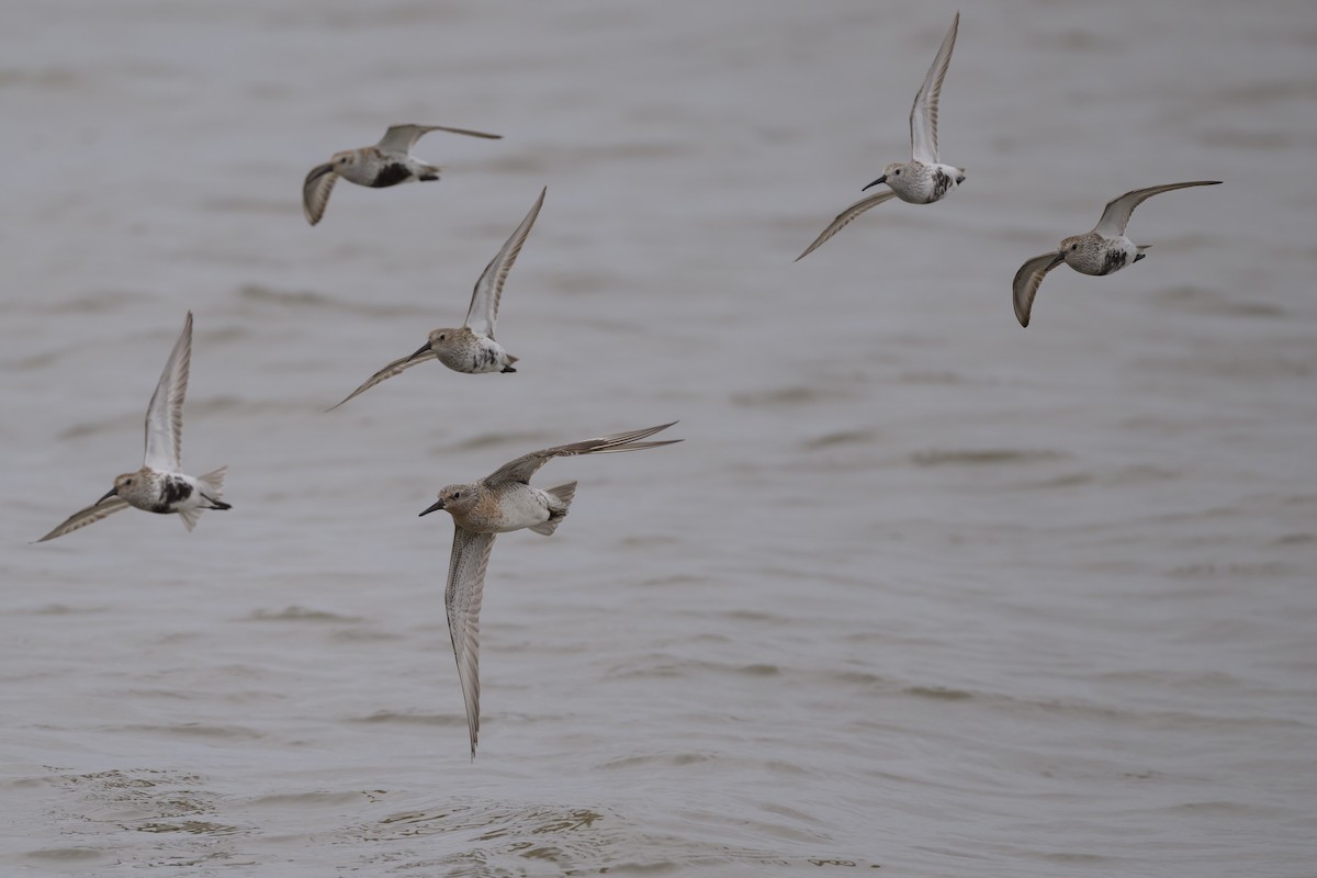 Red Knot - Stephen Davies