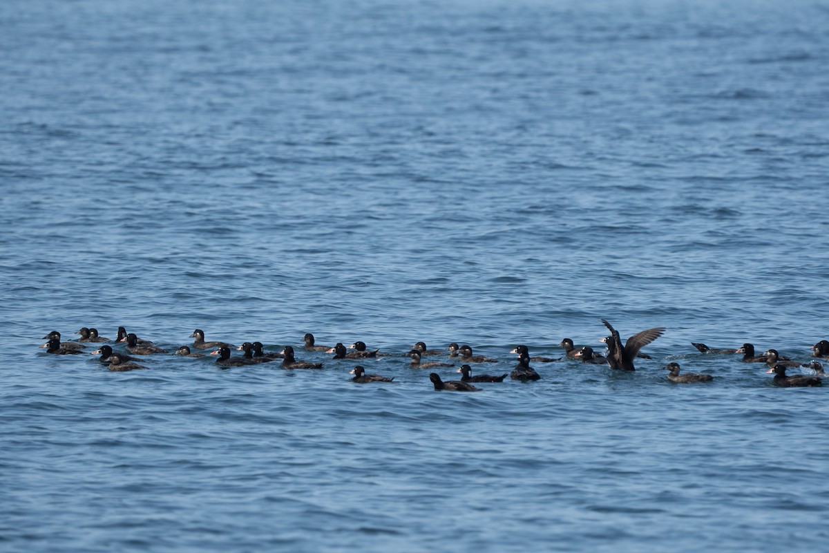 Surf Scoter - ML619050627