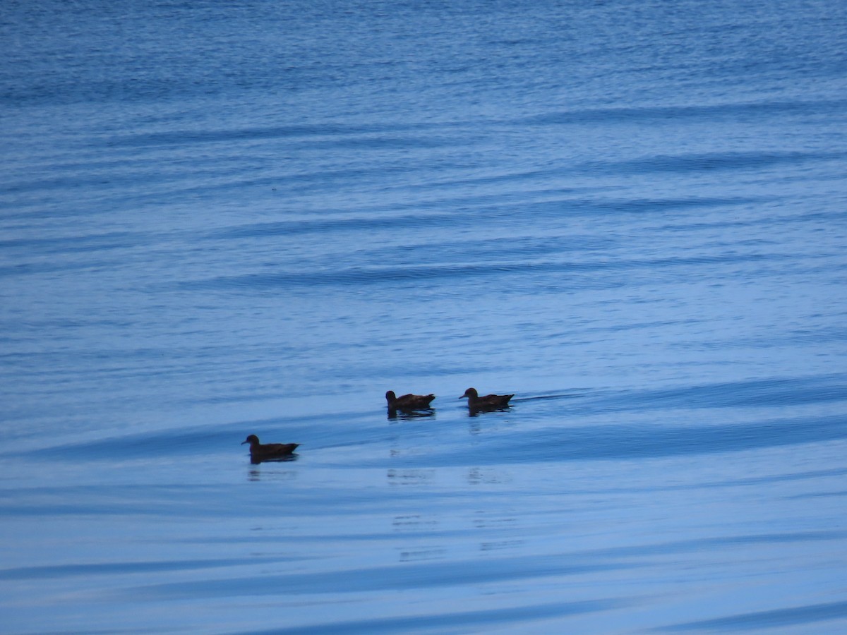 Sooty Shearwater - Charley Herzfeld