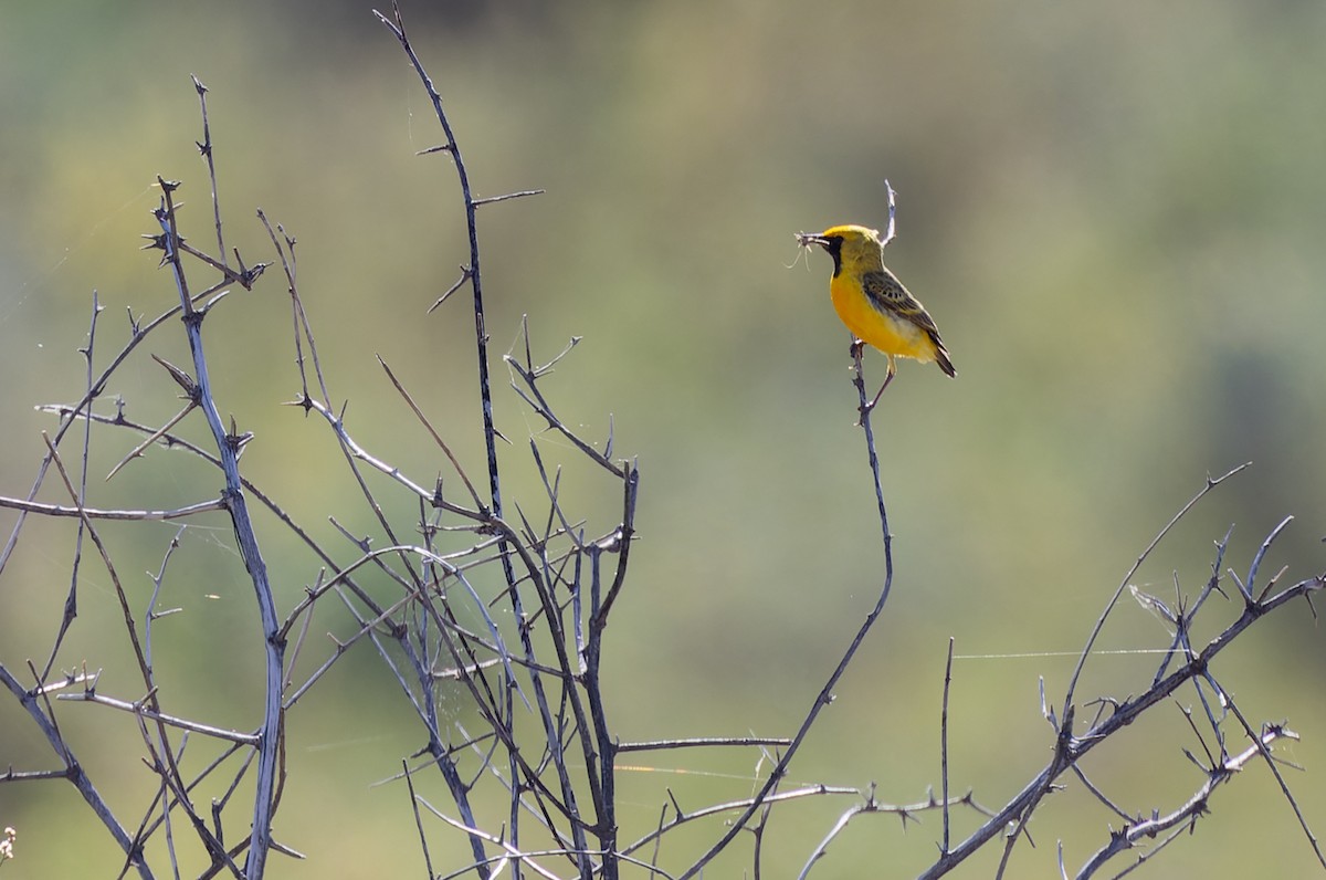 Orange Chat - Geoff Dennis