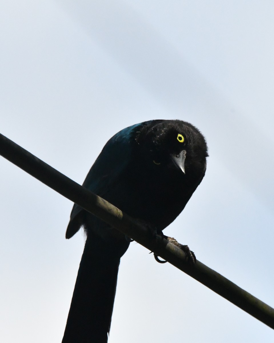 Bushy-crested Jay - Jessy Lopez Herra