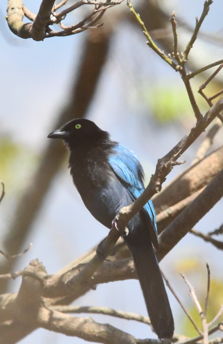 Bushy-crested Jay - Jessy Lopez Herra