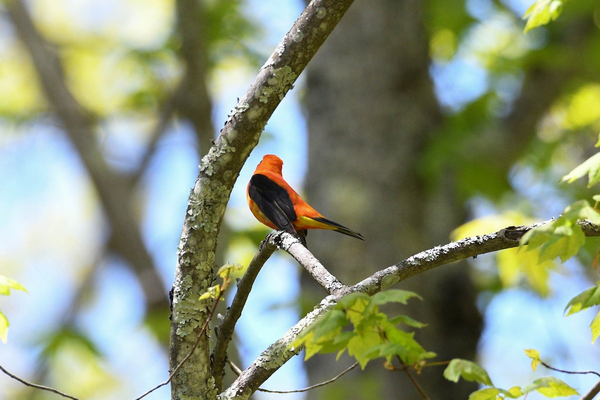 Scarlet Tanager - ML619050663