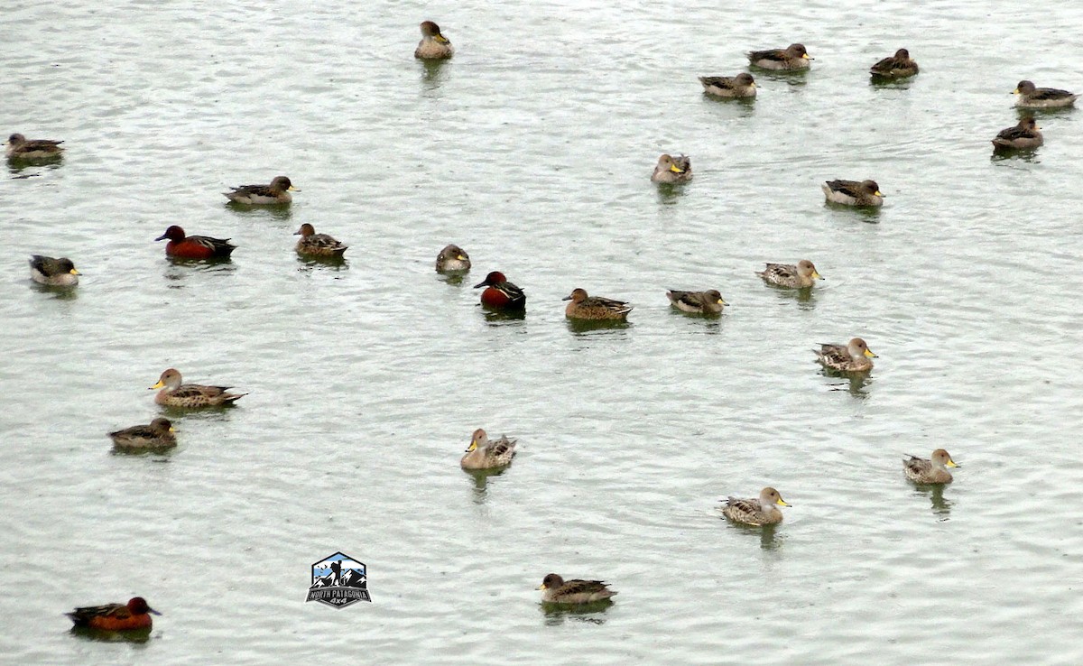 Cinnamon Teal - Estela  Garrido