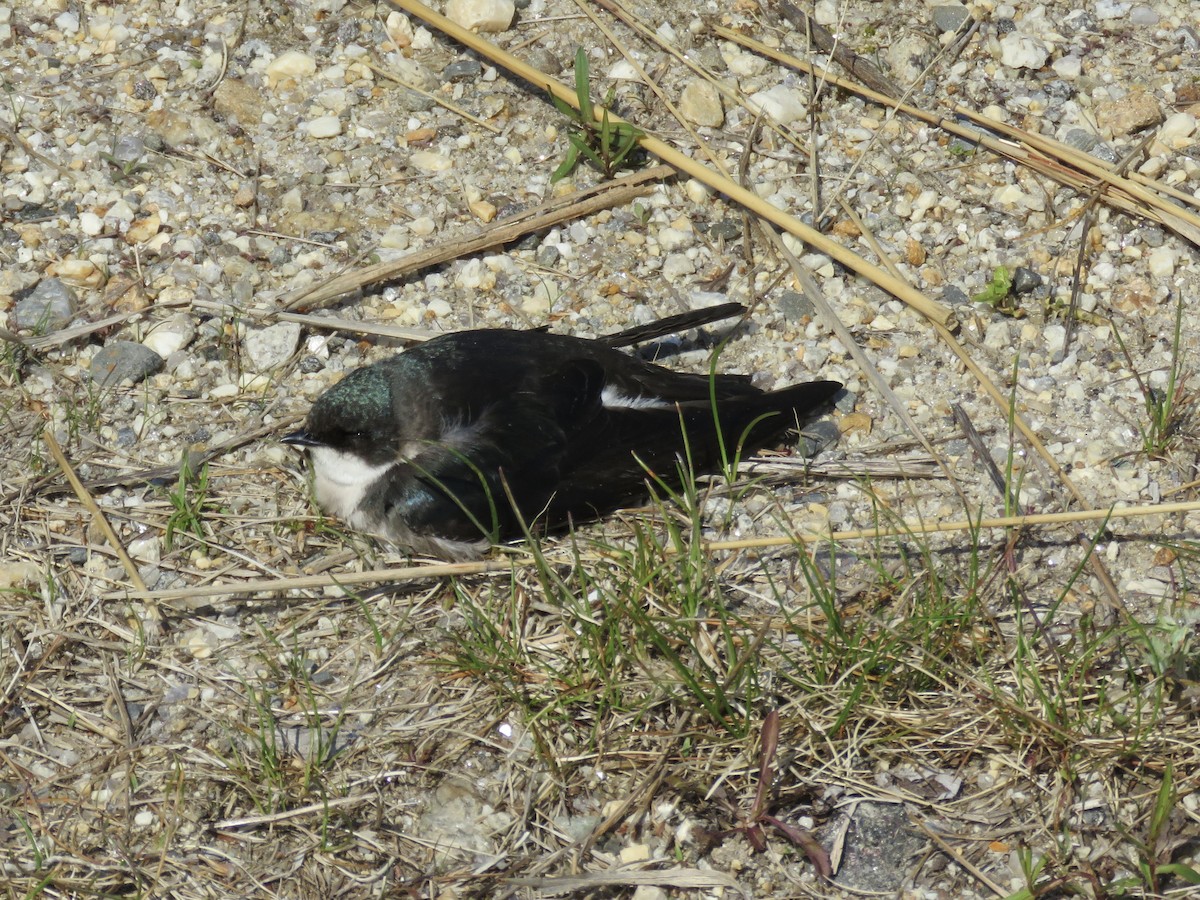 Tree Swallow - ML619050687