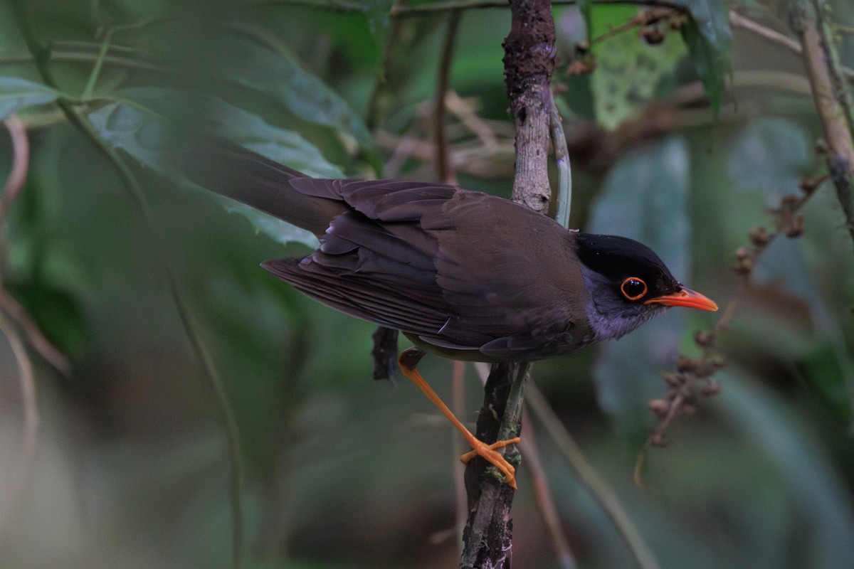 Black-headed Nightingale-Thrush - Norman Graf